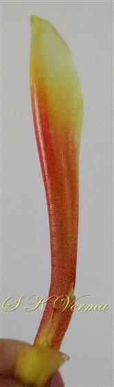  Petaloid style with terminal marginal stigma